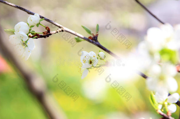 樱花。 春天的花朵背景。 开花树。 <strong>暑期</strong>打印。 弹簧打印。 樱桃花。 樱桃树枝