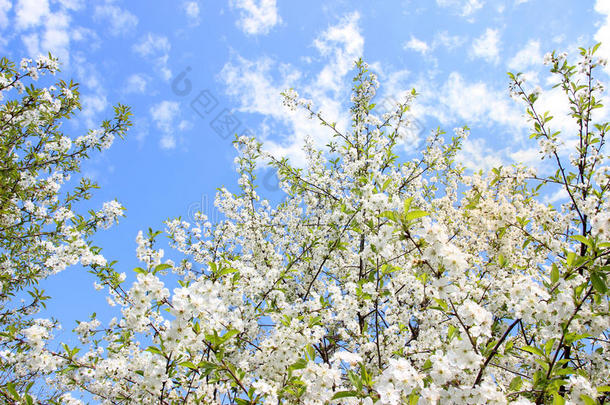 樱花。 春天的花朵背景。 开花树。 暑期打印。 弹簧打印。 樱桃花。 樱桃树枝