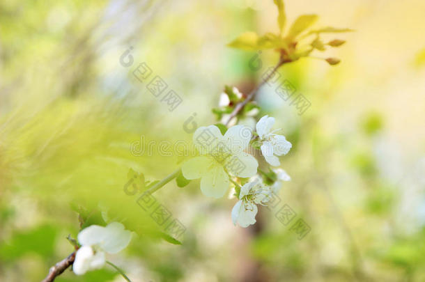 樱花。 春天的花朵背景。 开花树。 暑期打印。 弹簧打印。 樱桃花。 樱桃树枝