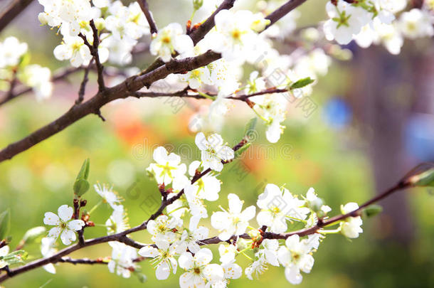 樱花。 春天的花朵背景。 开花树。 <strong>暑期</strong>打印。 弹簧打印。 樱桃花。 樱桃树枝