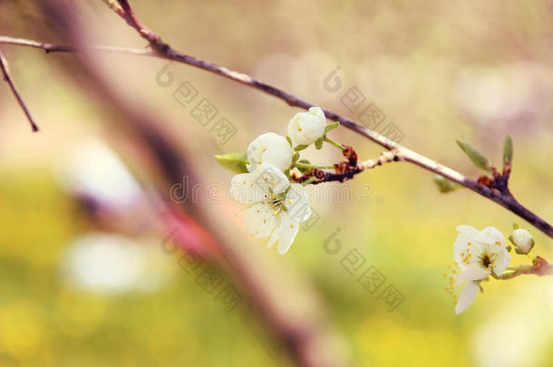 樱花。 春天的花朵背景。 开花树。 <strong>暑期</strong>打印。 弹簧打印。 樱桃花。 樱桃树枝