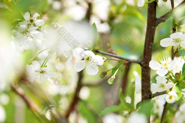 樱花。 春天的花朵背景。 开花树。 暑期打印。 弹簧打印。 樱桃花。 樱桃树枝