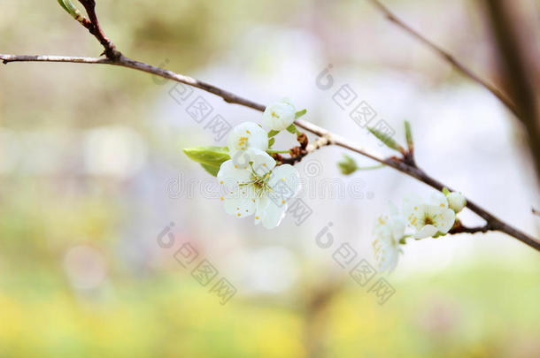 樱花。 春天的花朵背景。 开花树。 <strong>暑期</strong>打印。 弹簧打印。 樱桃花。 樱桃树枝