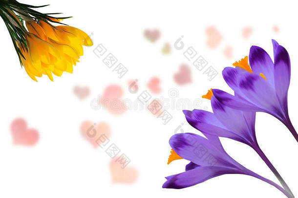 美丽的紫色和黄色番红花在白色背景与粉红色的心