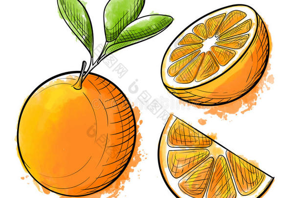 <strong>手绘</strong>水彩画<strong>橙</strong>色在白色背景上。 素描食物插图。