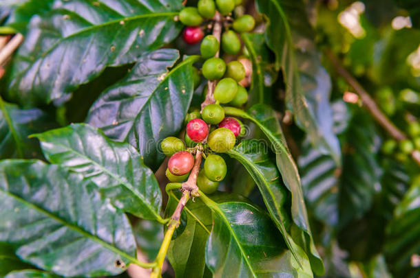 树上的咖啡豆
