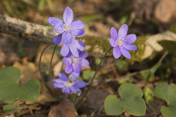 第一花森林林间空地丁香花