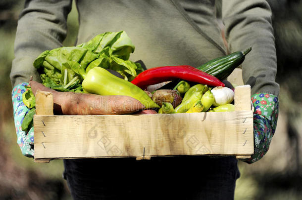 一个园艺女人<strong>手中</strong>的盒子里有新鲜和五颜六色`蔬菜。花园关门了。