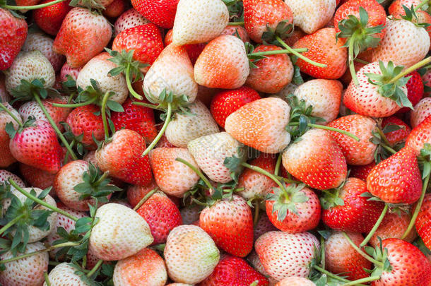 水果新鲜草莓，浆果红色为背景