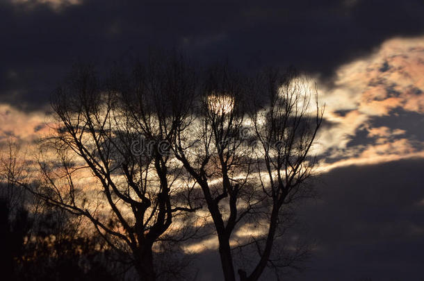 金色夜空和可怕的树木后面的满月