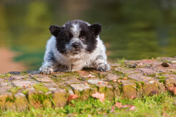 伊洛小狗从池塘的边界滑下来
