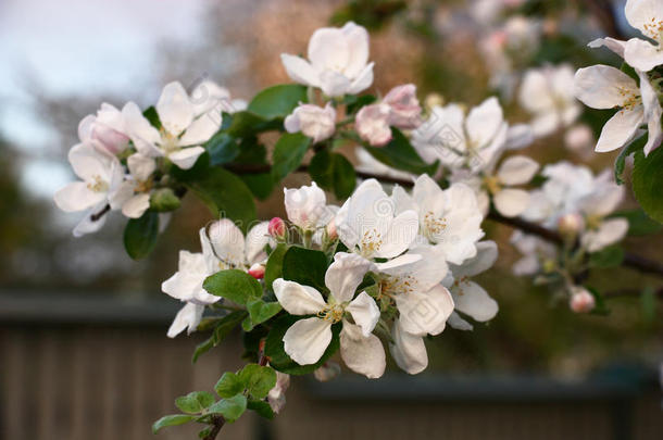 花园苹果树开花的枝条。