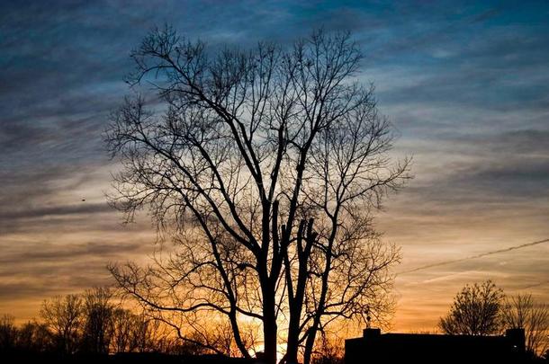 裸树和日落在背景，<strong>初冬</strong>。