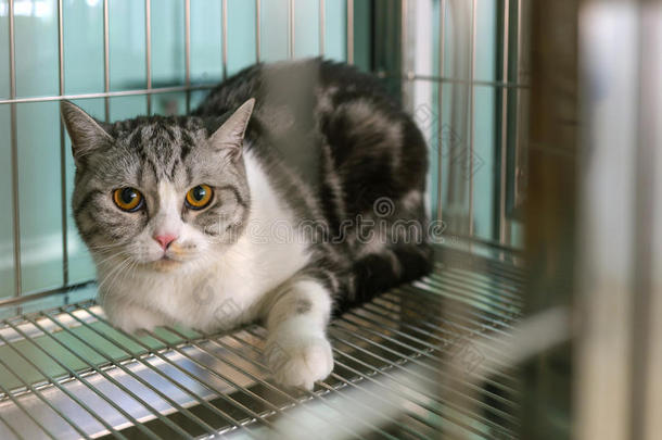 笼子里的猫。 动物医院的概念。