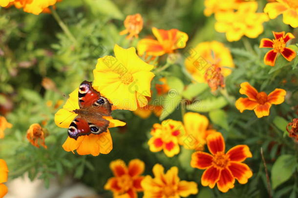 蝴蝶在花上，蝴蝶在花中，黄色的花，蝴蝶有棕色的颜色