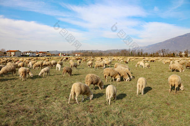一群羊在阳光明媚的日子里在<strong>大草地</strong>上放牧