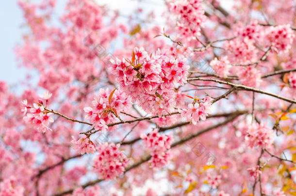 户外公园里美丽的粉红色花朵和蓝天