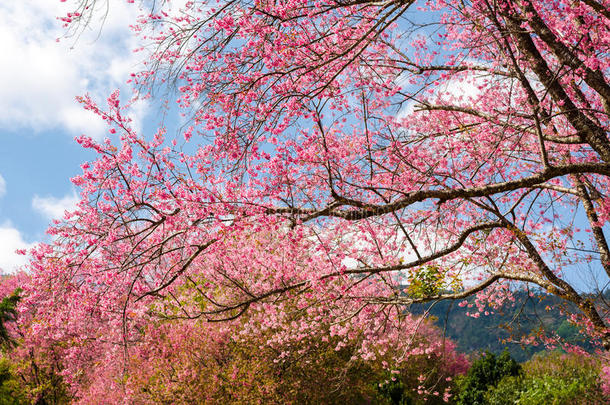 户外公园里美丽的粉红色<strong>花朵</strong>和<strong>蓝天</strong>