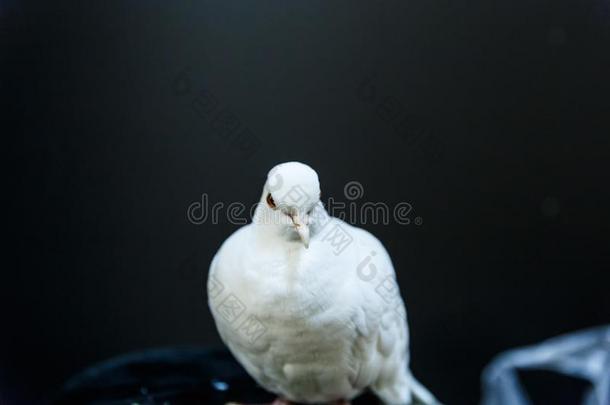 美丽的白鸽