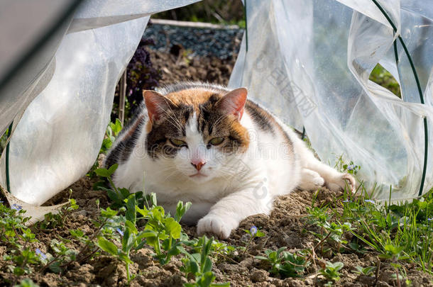 分配猫陈腔滥调花园园艺