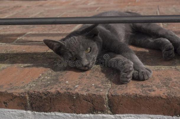 灰色的<strong>猫</strong>躺在街上对着摄像机看