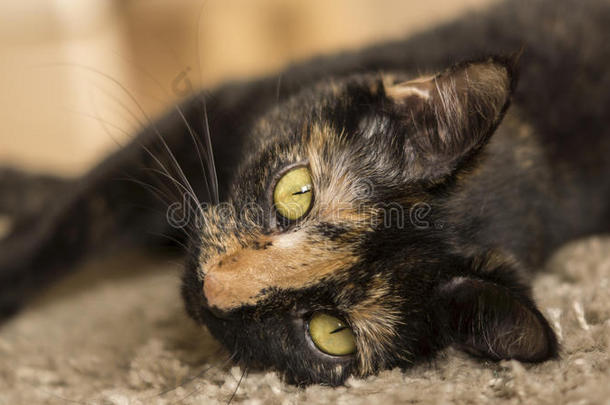 琥珀色黑色照相机地毯猫粮