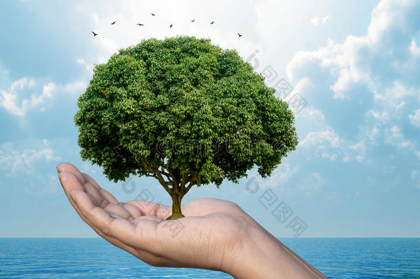 生态自然保护理念展示了一只手握着一棵具有自然背景的树。