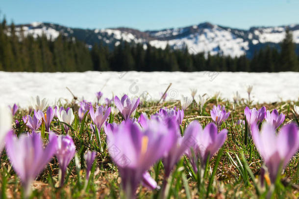 野生紫色番红花田。 雪覆盖了背景中的山脉。