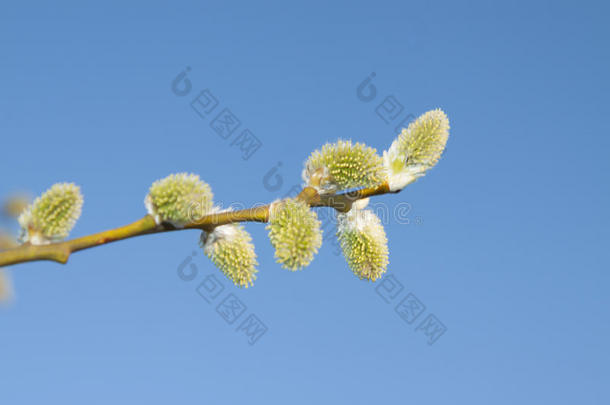 生物学开花植物学分支柳絮