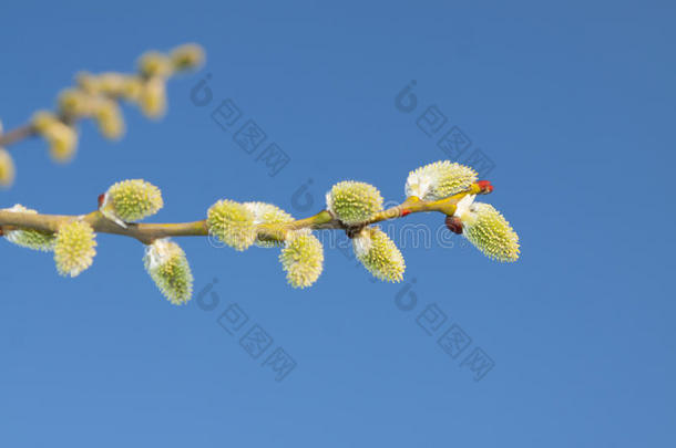 生物学开花植物学分支柳絮