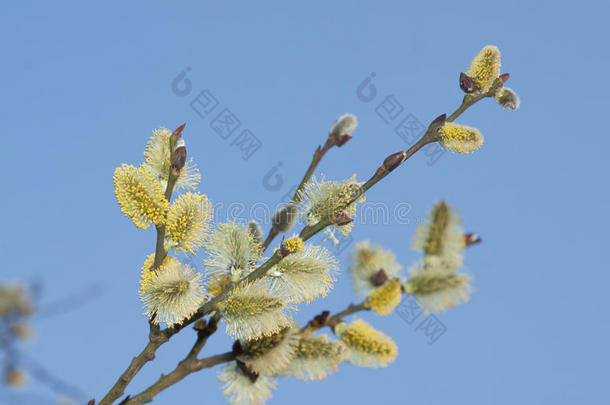 生物学开花植物学分支柳絮