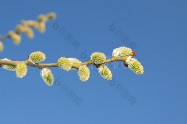 生物学开花植物学分支柳絮