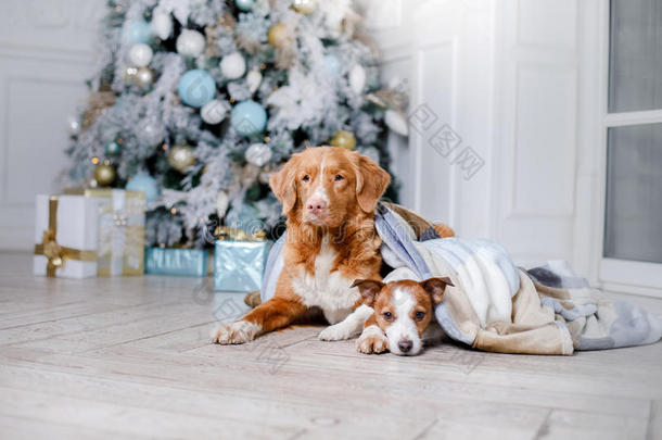 狗在风景，假期和新年，圣诞节，假期和快乐