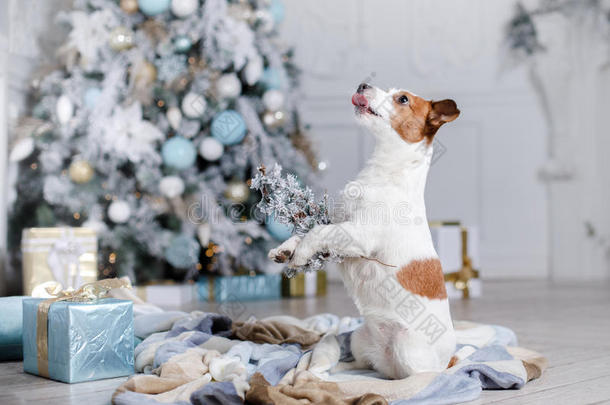 狗在风景，假期和新年，圣诞节，假期和快乐