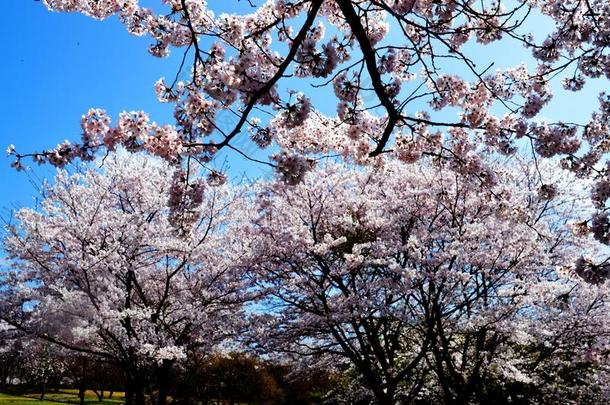 樱花季节/日本春天