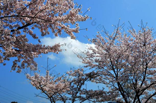 樱花季节/日本春天