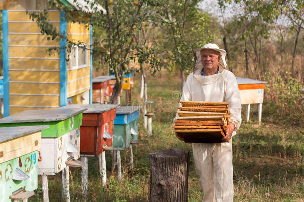 养蜂人正在养蜂场上的蜜蜂和蜂箱。 养蜂业。