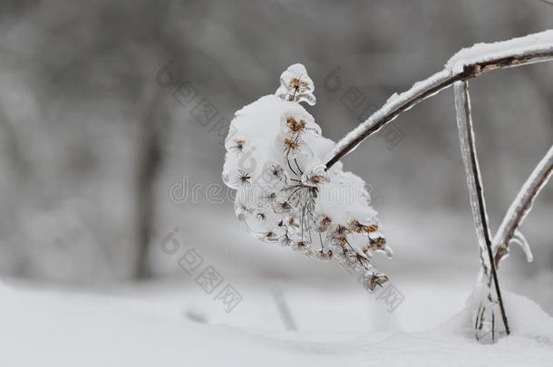 冻雨的影响。 雪中的雨伞。