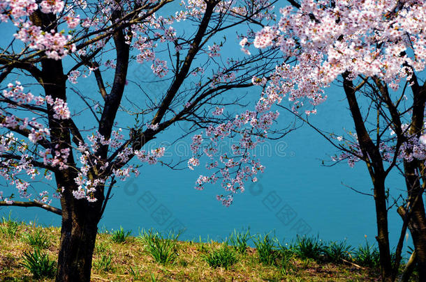 坝湖樱花/日本春天