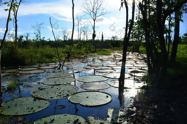 <strong>秘</strong>鲁，亚马逊<strong>丛林</strong>中的一个湖泊上种植着大维多利亚雷吉亚斯植物