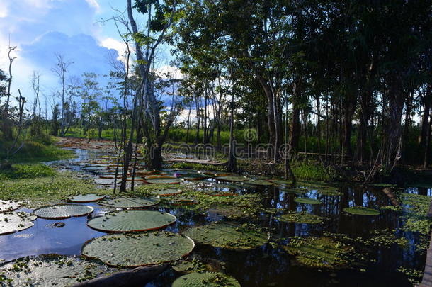 秘鲁，亚马逊丛林中的一个湖泊上种植着大维多利亚雷吉亚斯植物