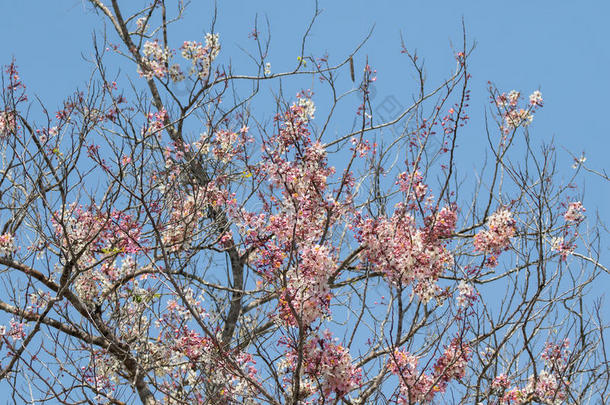 美丽的野生喜马拉雅樱桃，落叶酸樱桃树开花粉红色樱花