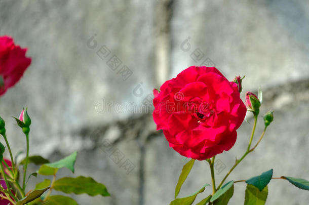 花园里的红玫瑰
