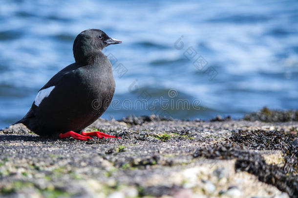 码头上的黑色Guillemot