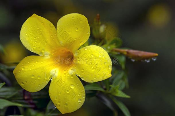 花露水