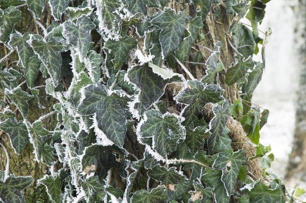 结霜覆盖藤叶覆盖树木的特写图像。