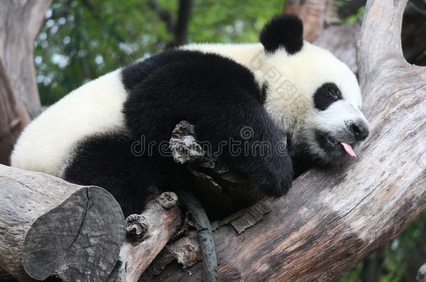 熊猫宝宝，其中一个三胞胎正在树上睡觉