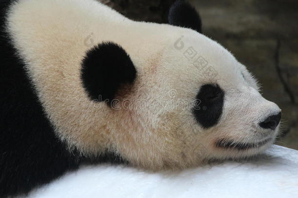 在冰上<strong>睡觉</strong>的<strong>熊猫</strong>