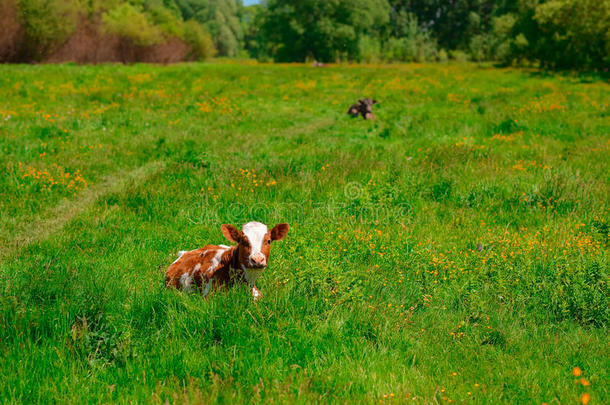 黑白相间的牛在山上的草地上吃草。 山上牧场上的牛。 夏天阳光明媚的一天。 牧场上的牛。 山梅多