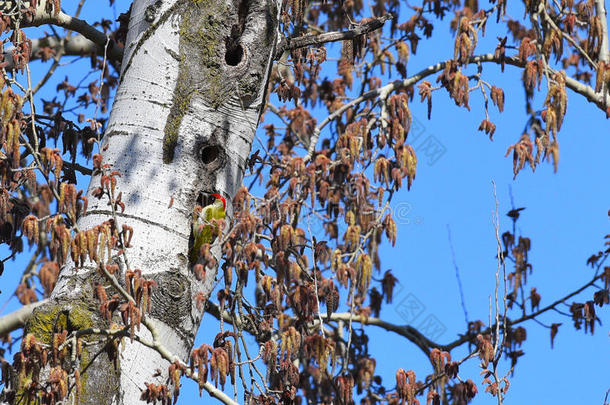 桦树枝上的绿色啄木鸟